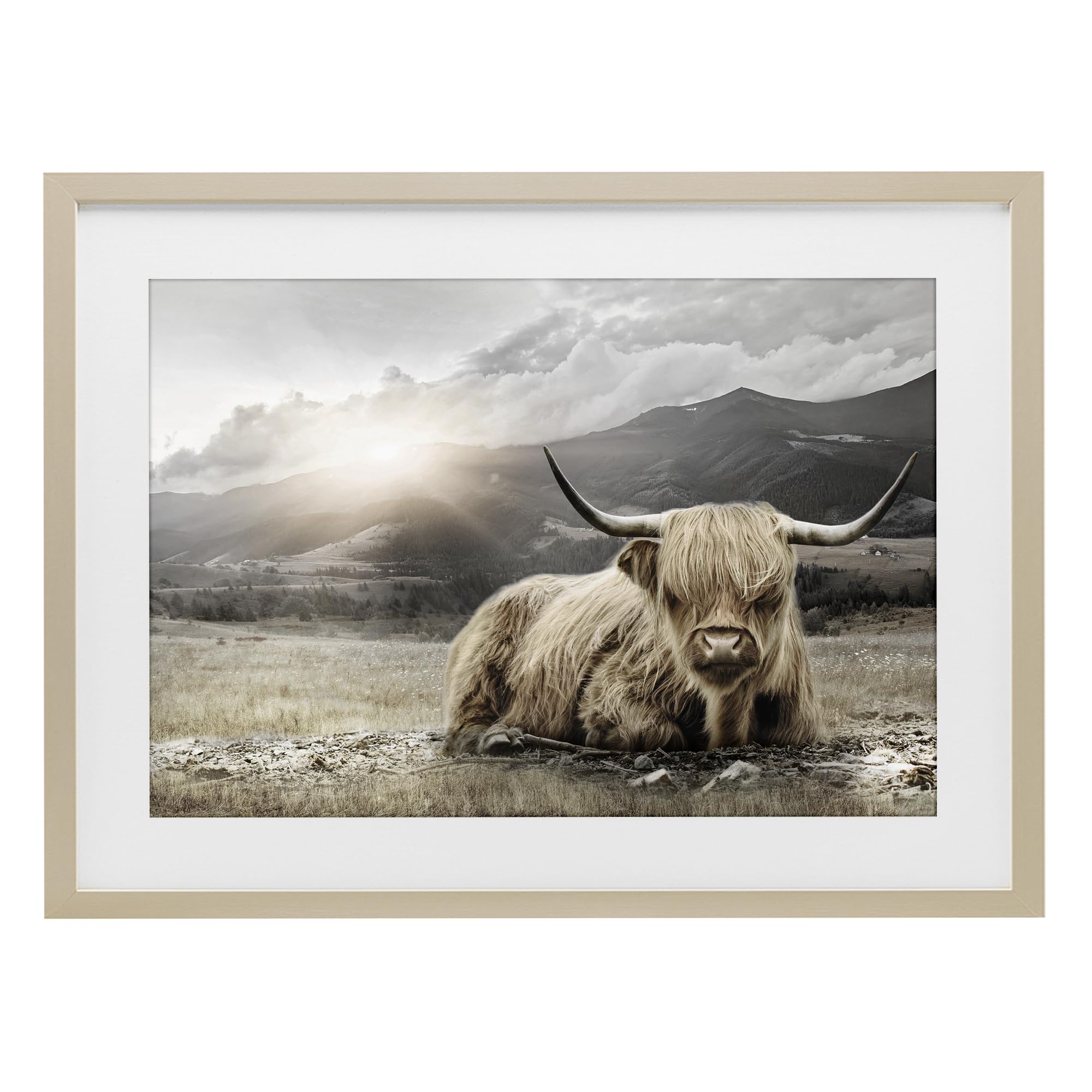 'Cattle Resting in Morning Sun'| Framed Print Under Glass