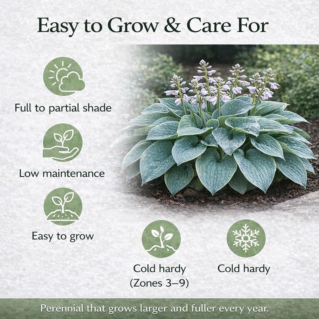 Hosta of the Year & Hard to Find - 3 Pack of the Unique Blue Hosta Bare Root Plants - Produces Tall, Sturdy Stems Adorned w/Stunning Powder Blue-Green Color Lavender Flowers