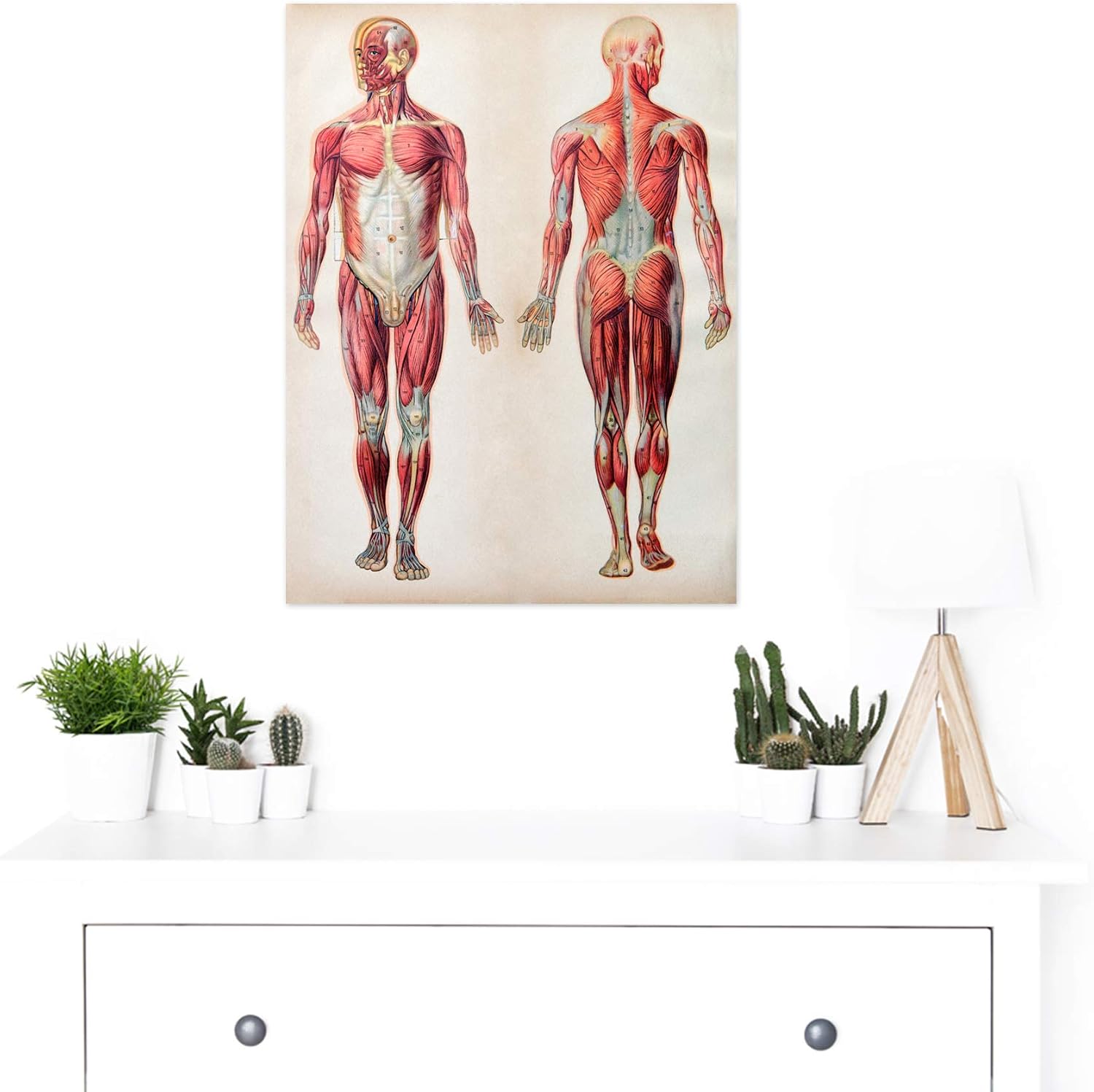 Human Body Anatomy Muscles Large Wall Art Print Canvas Premium Poster ...