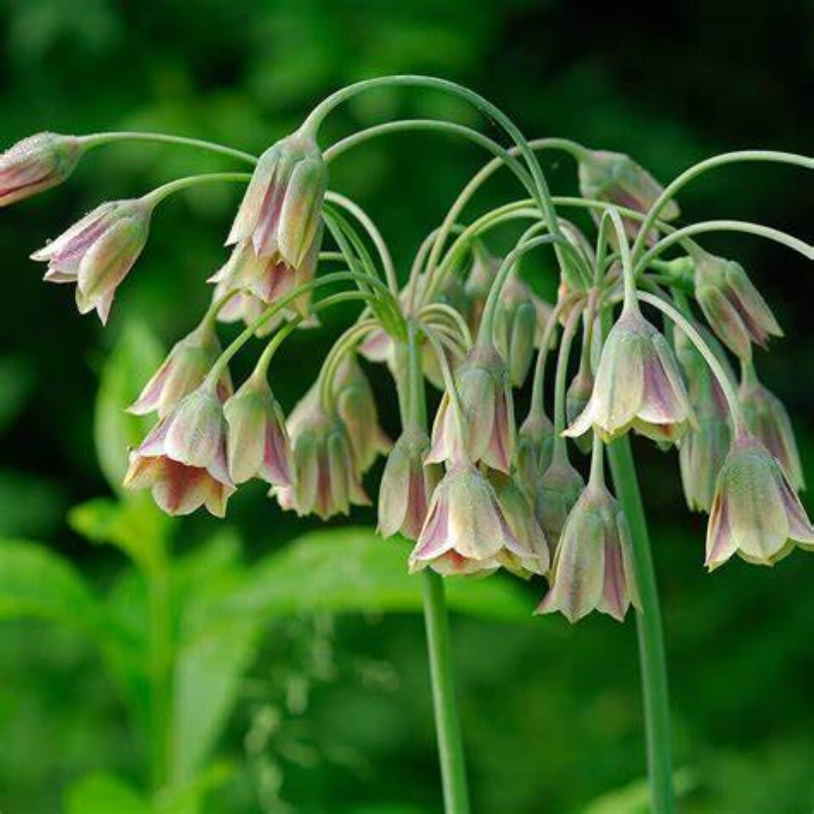 Stunning Allium Bulbs Mix for Planting Now UK/Cut Flowers/Greening Flower/Strong Plants That Grow Well/Natural Organic/Eye-Catching,Wedding Flowers.-15bulbs-C