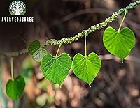 Vista 2 de Guduchi Polvo 100 Gm