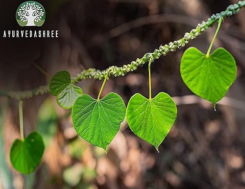 Miniatura 2 de Guduchi Polvo 100 Gm I Giloy Powder I Ayurvedic Herbal Immune Support I Support Immune System I Tinospora Cordifolia Powder I Non GMO I Gluten Free