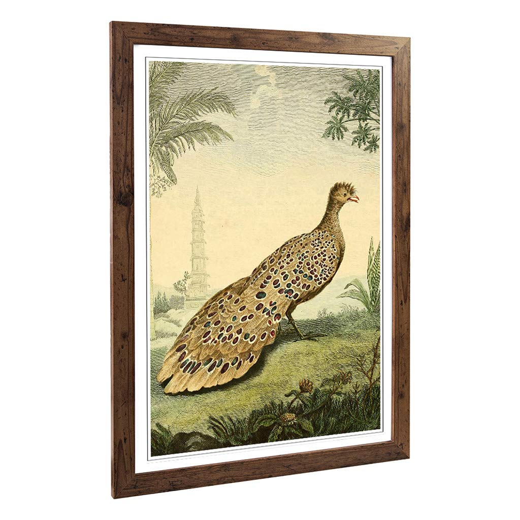 Big Box Art Framed Print of Vintage Charles R Ryley Peacock Pheasant Design | Wall Art Picture | Home Decor for Kitchen, Living Room, Bedroom, Hallway, Walnut, A2 / 24.5x18 Inch / 62x45cm