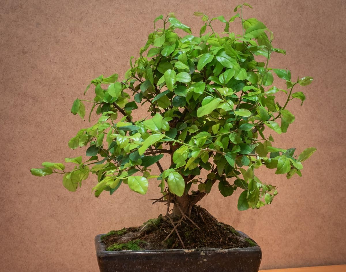 Verdecora Bonsái Sageretia 5 años | En maceta de cerámica 15x10x5cm + plato | Sageretia theezans | Planta Natural de Interior | Follaje Compacto y elegante | Ideal para Decoración Zen y Regalo
