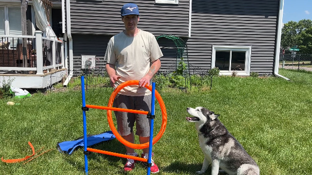 Dog Jumping Training: Boost Your Pup's Skills