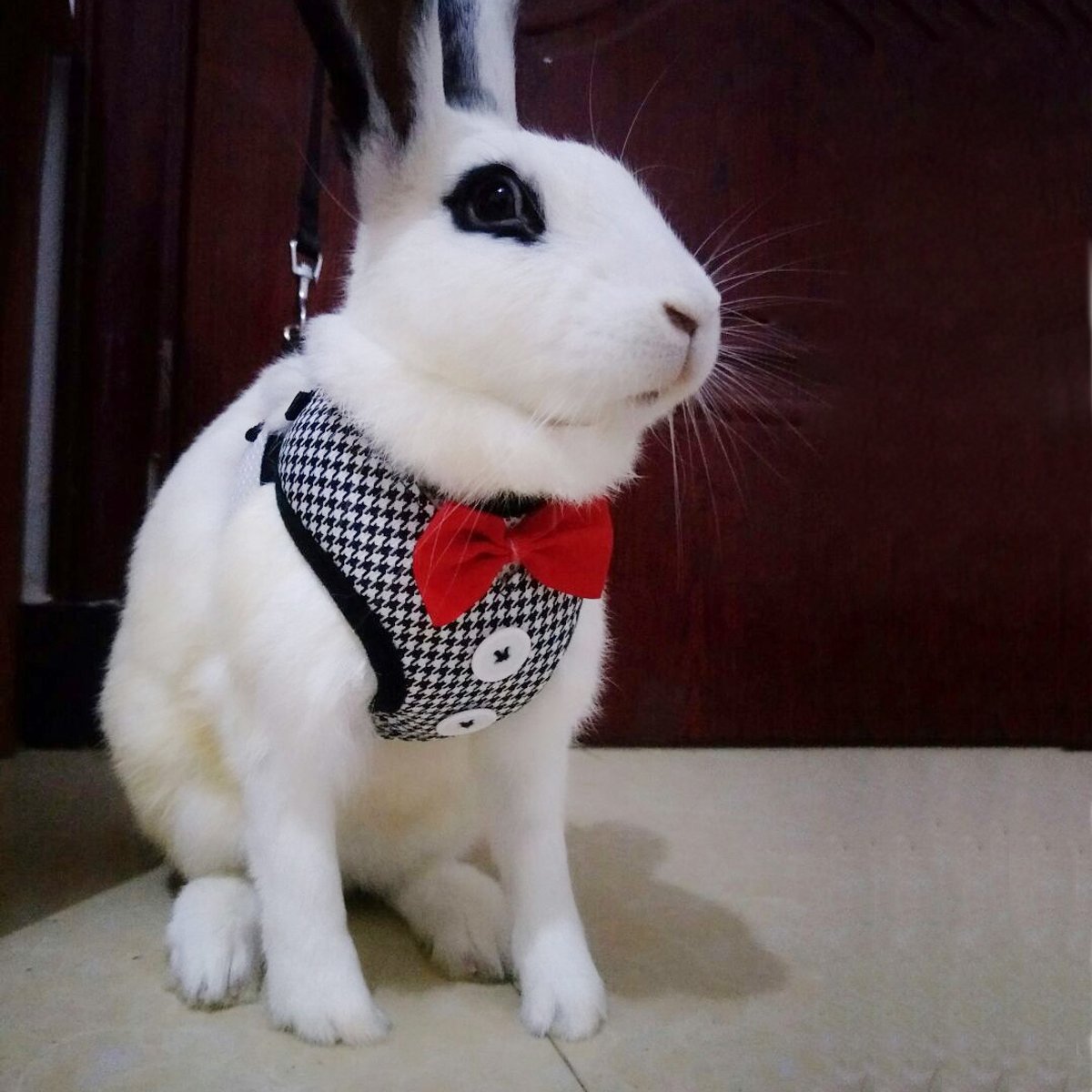 Layboo Soft Handsome Collar Rabbit Little Dogs Cats Harness with Leash Size (M, Navy Blue)