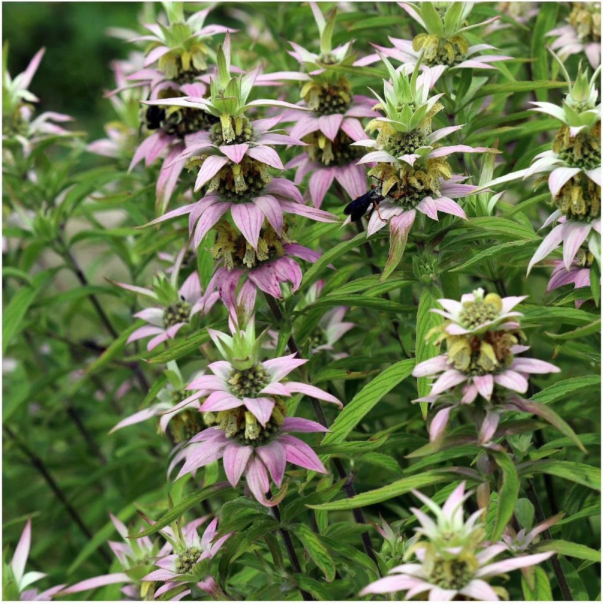 Everwilde Farms - 1 Oz Spotted Bee Balm Native Wildflower Seeds - Gold Vault