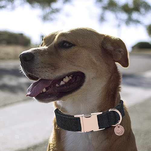 Miniatura 5 de DOGWONG Collar y correa de algodón para perro, collar para mascotas, suave, duradero, básico, para perros pequeños, medianos y grandes