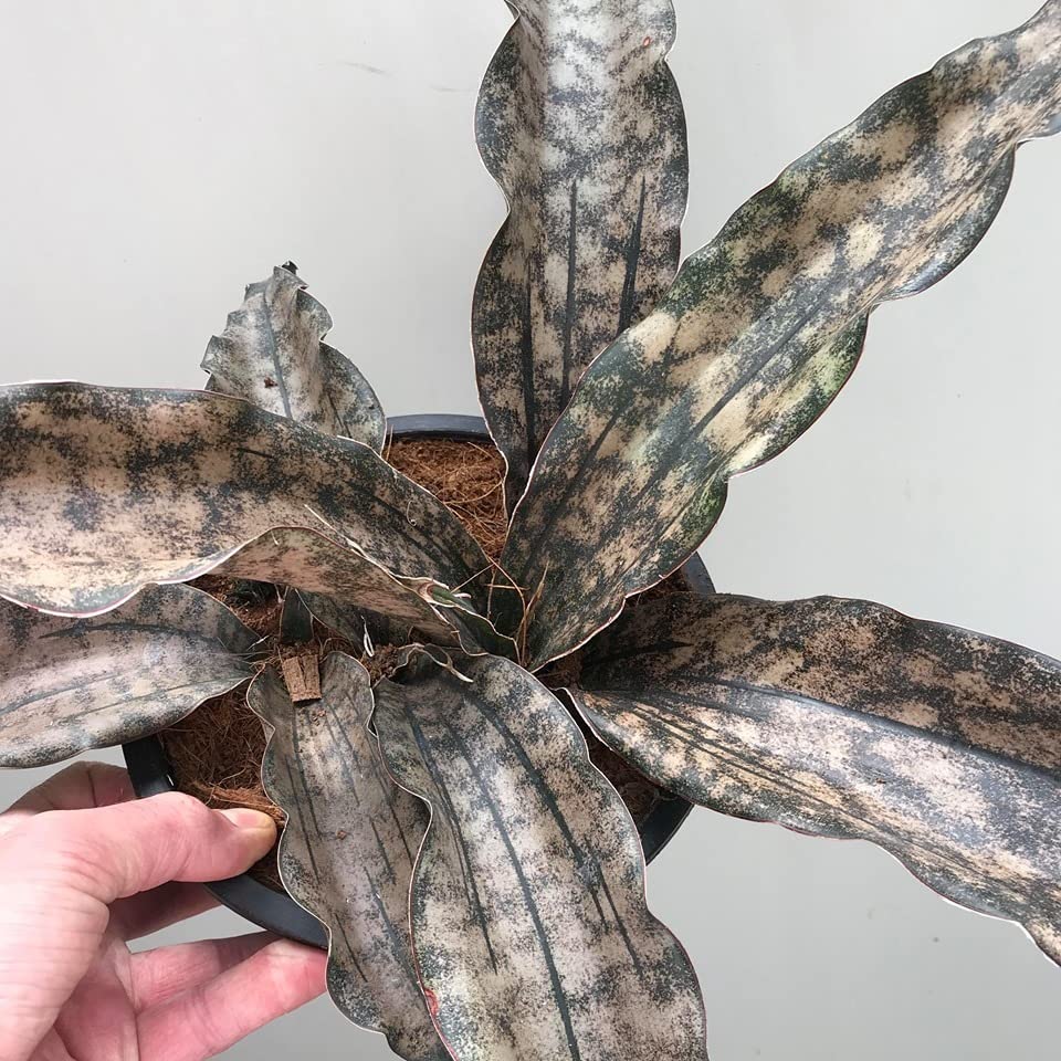 GREEN PARADISE Snake Plant Sansevieria Kirkii Rare And Unique Copper Tone Live Indoor Plant Air Purifier Complete Indoor Plant With Pot (1 Big plant With Pot)