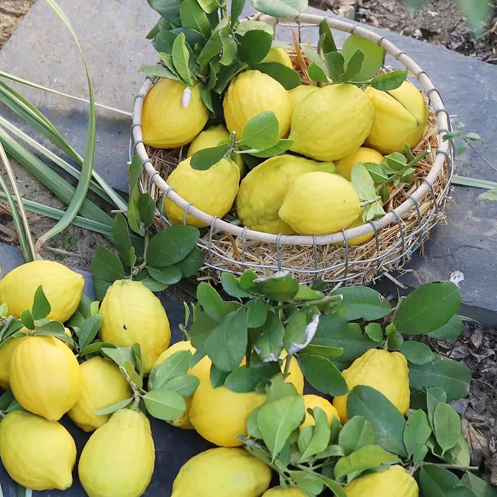 Semi Di Limone Da Balcone 125 Pezzi - Piante Da Frutto Colonnari, Resistenti E Perenni