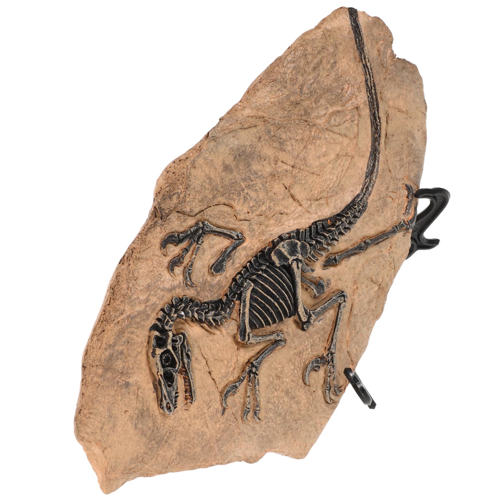 Set Di Fossili Di Dinosauro Ornamento Di Fossili Di Dinosauro Giocattolo Da Tavolo Per Ragazzo Ragazza Ragazzi