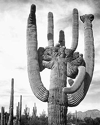 Posterazzi Vista de cactus y alrededores Monumento Nacional Saguaro Arizona ca. 1941-1942 Póster impreso por Ansel Adams, (8 x 10)