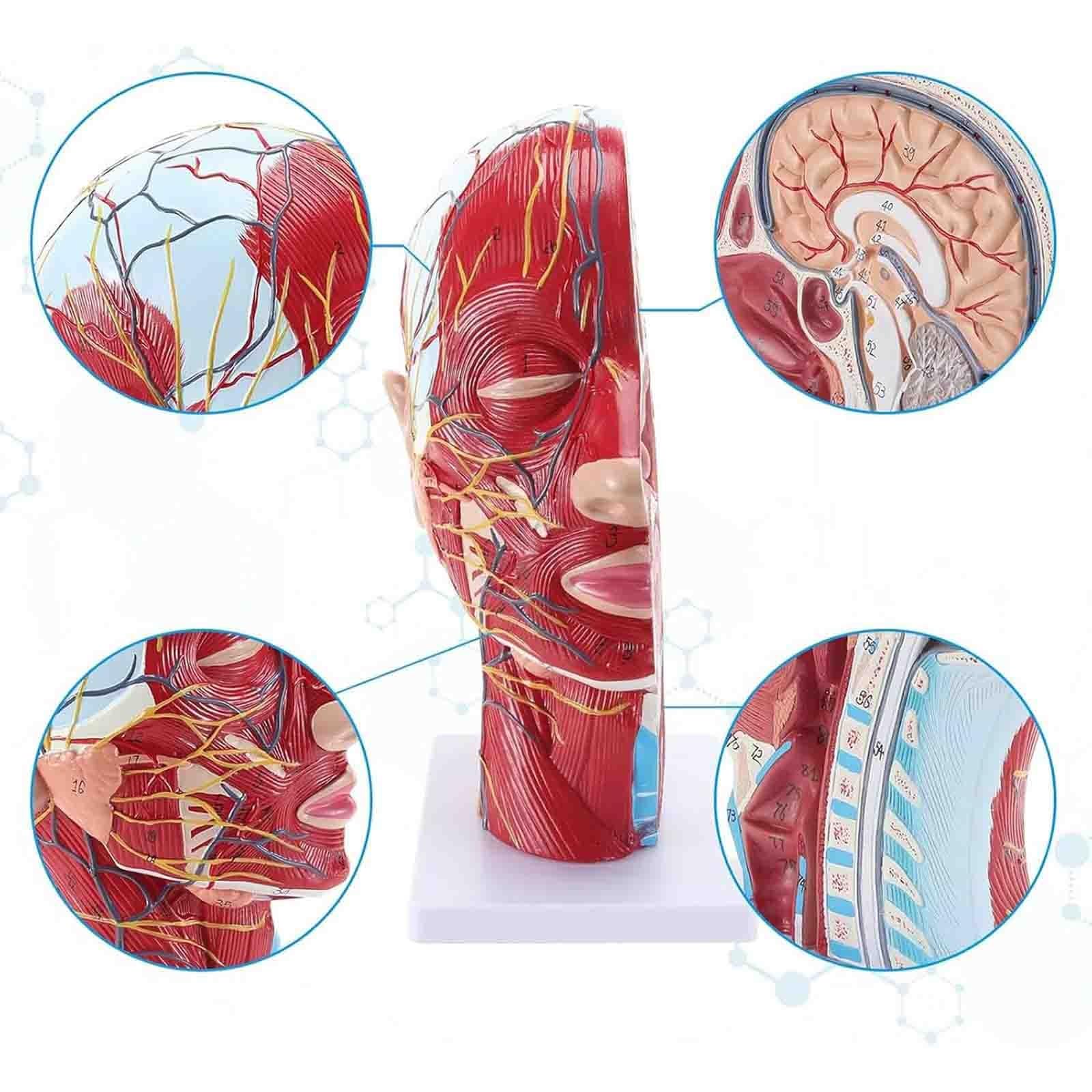Modello anatomico a grandezza naturale di testa umana: cranio, metà testa umana con sistema neurovascolare superficiale e muscolatura, cervello per l'insegnamento e l'apprendimento in ambito medico