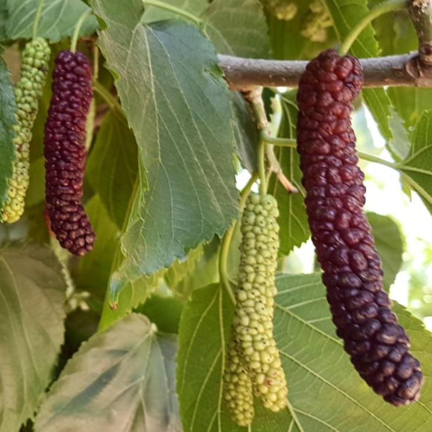 2-Pack Pakistan Mulberry Plants Live, Mulberry Fruit Trees, Hardy Mulberry Trees Live Plants, Mulberry Seedlings, 5-9 Inch Tall