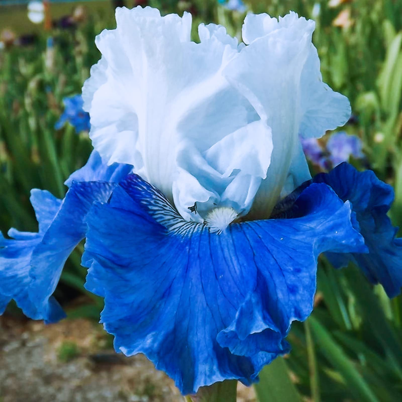 Bulbi Iris Barbuto Perenne - 3 Bulbi A Forma Di Farfalla, Fiori Bellissimi Per Giardino O Vaso - Foto 13