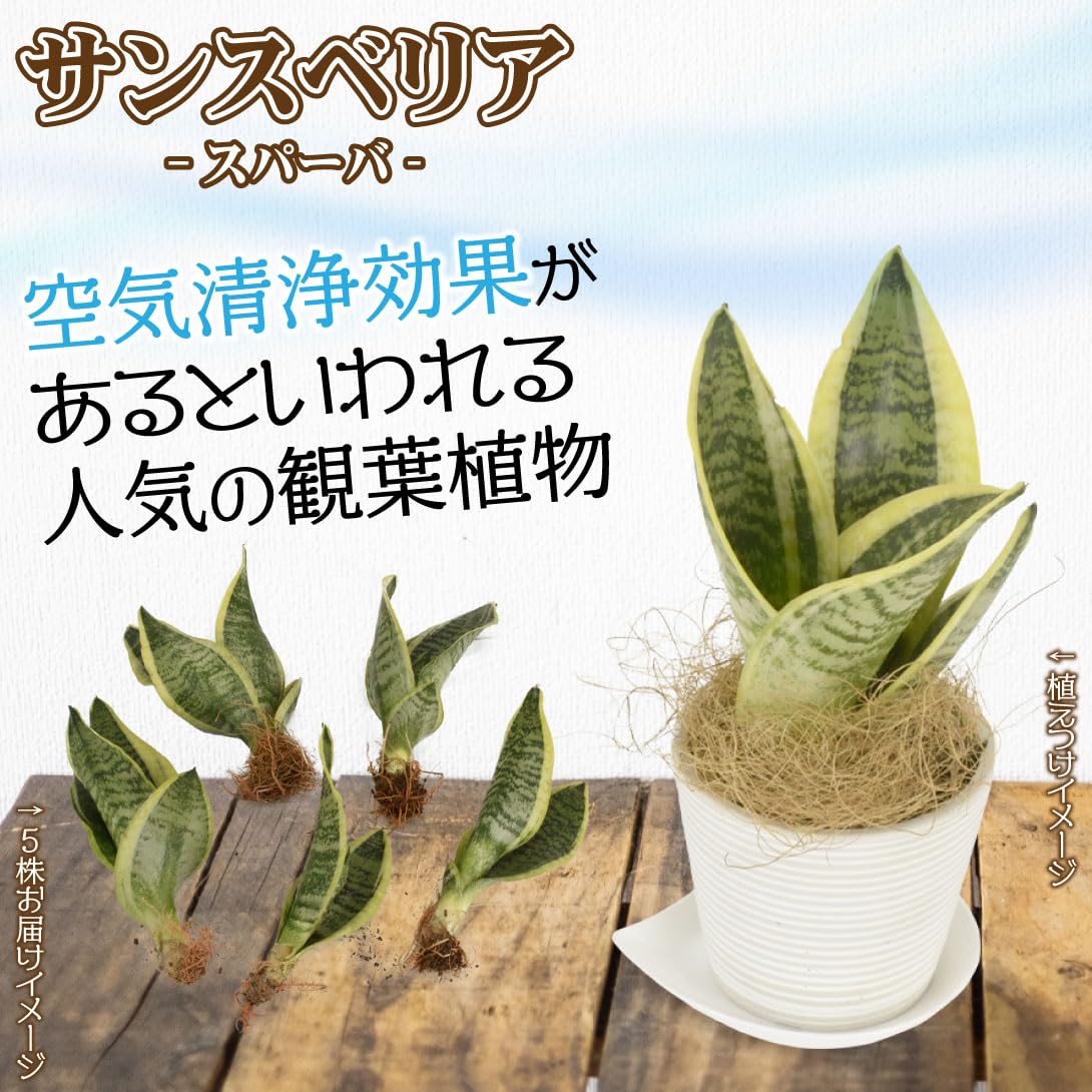 Amazon｜観葉植物 サンスベリア スパーバ 裸苗 5株 サンセベリア