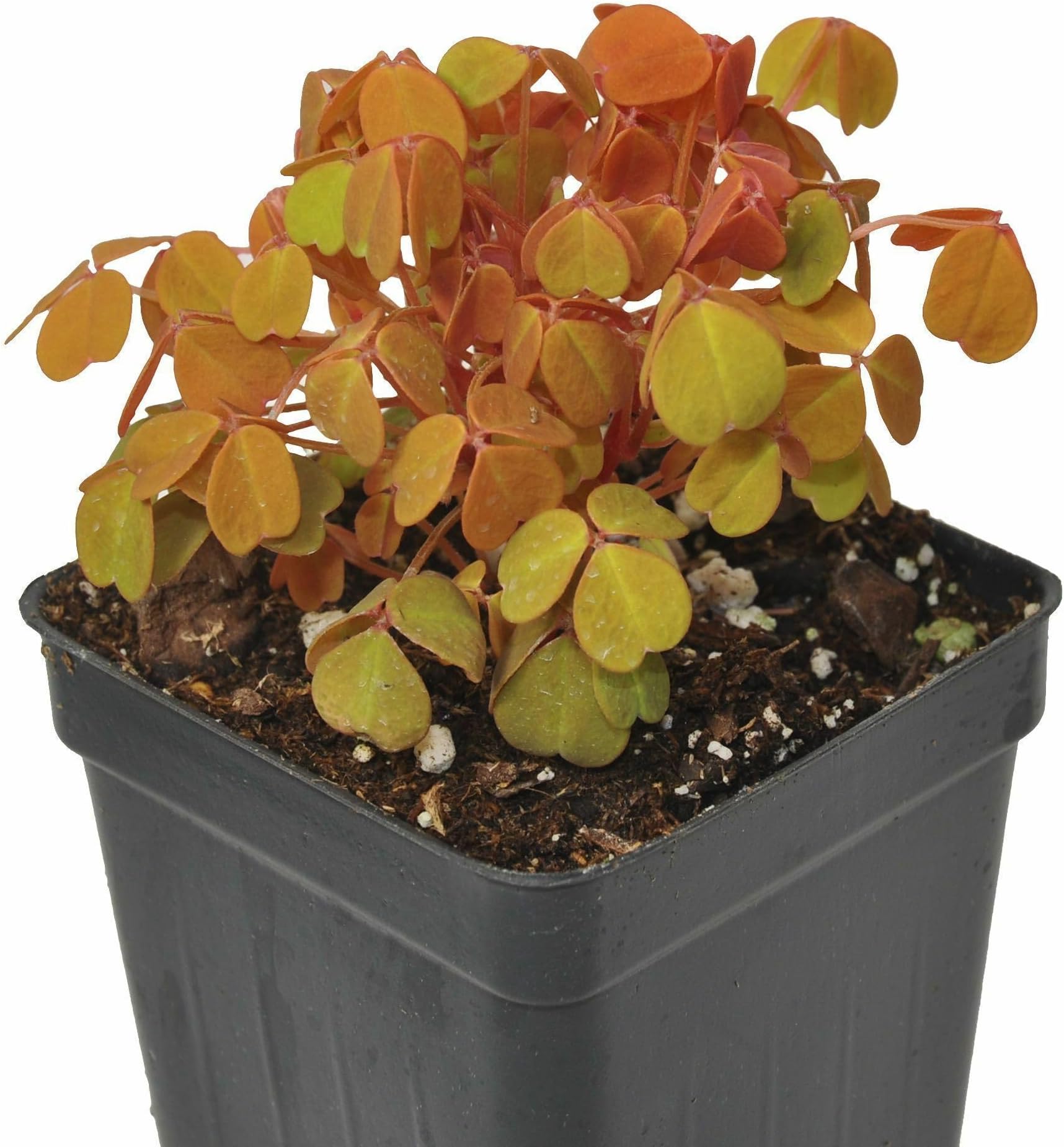 Oxalis spiralis ‘Aurea’, Amber Plum Crazy, Golden/Amber Oxalis, Amber Shamrock, Non-Invasive Wood Sorrel, Perennial or Houseplant, Container Size: 3" (2.6x3.5)