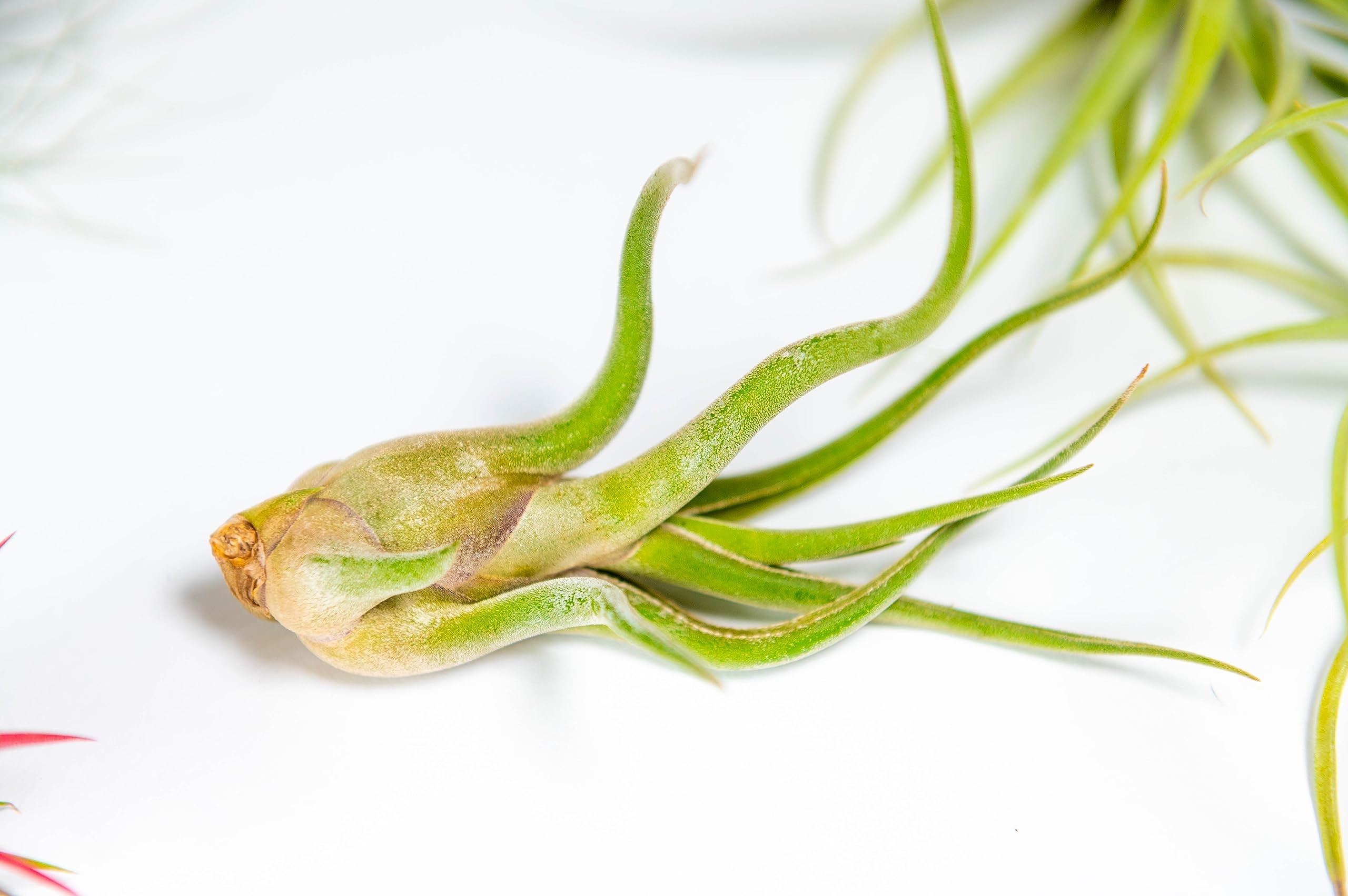Pack 3 Piante Aeree Tillandsia – Ionantha Rosada, Ionantha Verde, Capitata Peach – Piante Vive Senza Terra, Per Interni Ed Esterni (altezza 9cm)
