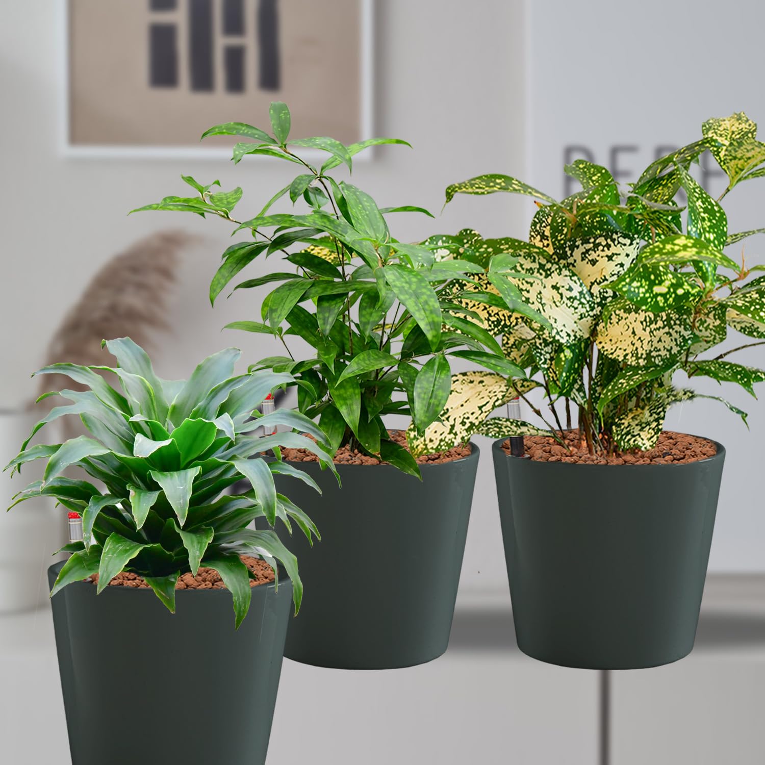 Hydrokultur Büropflanzen 3er Set Drachenbaum Mix in Keramiktöpfen Anthrazit - Topf ⌀ 16 cm - Pflanze ca. 30 cm - pflegeleichte Zimmerpflanzen inkl. Blähton, Wasserstandsanzeiger & Dünger