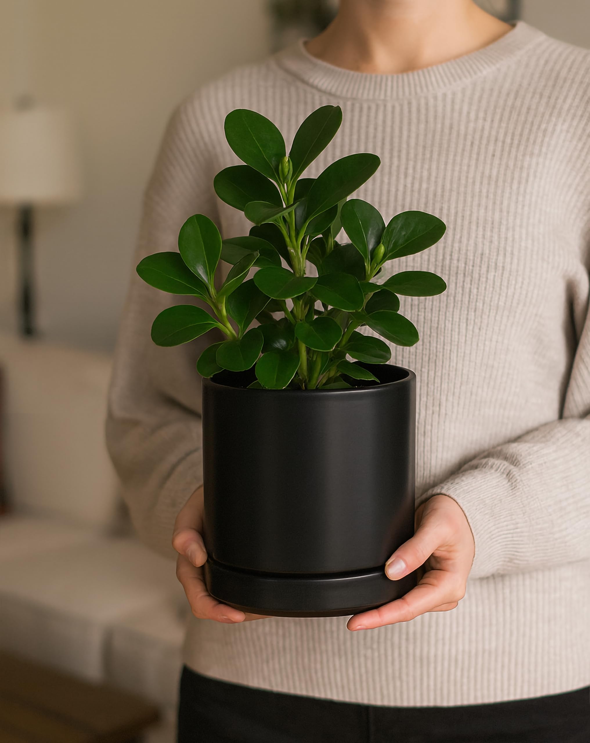 深鉢 Amazon.co.jp: D'vine Dev 2 植木鉢セット 6インチ セラミック