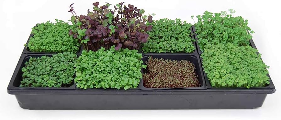 hydroponic microgreens