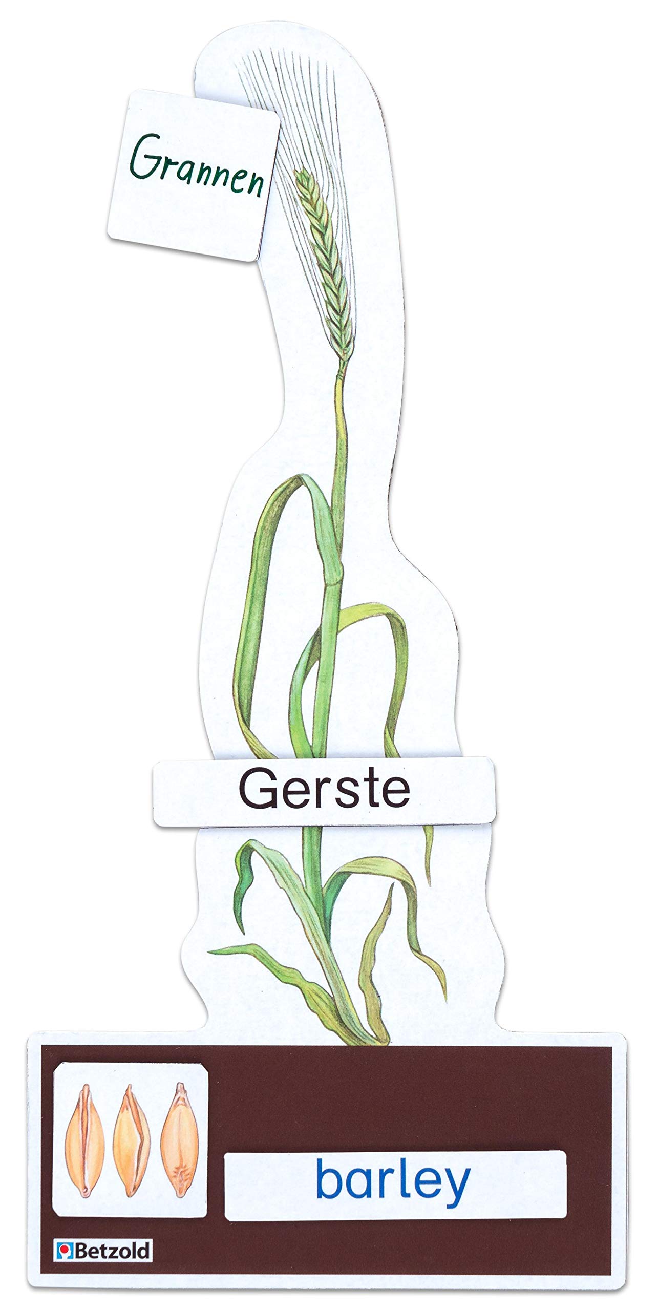 Betzold - Sparset "Getreide bestimmen" - Botanik Biologie Lehrmittel Grundschule