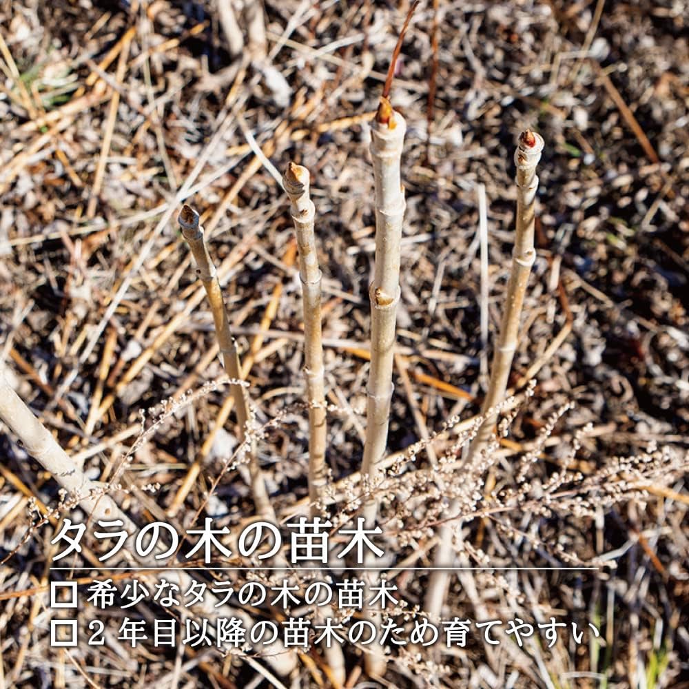 Amazon.co.jp: 【 西根の森 山菜 苗 】 タラの木 女だら 棘なし 苗木