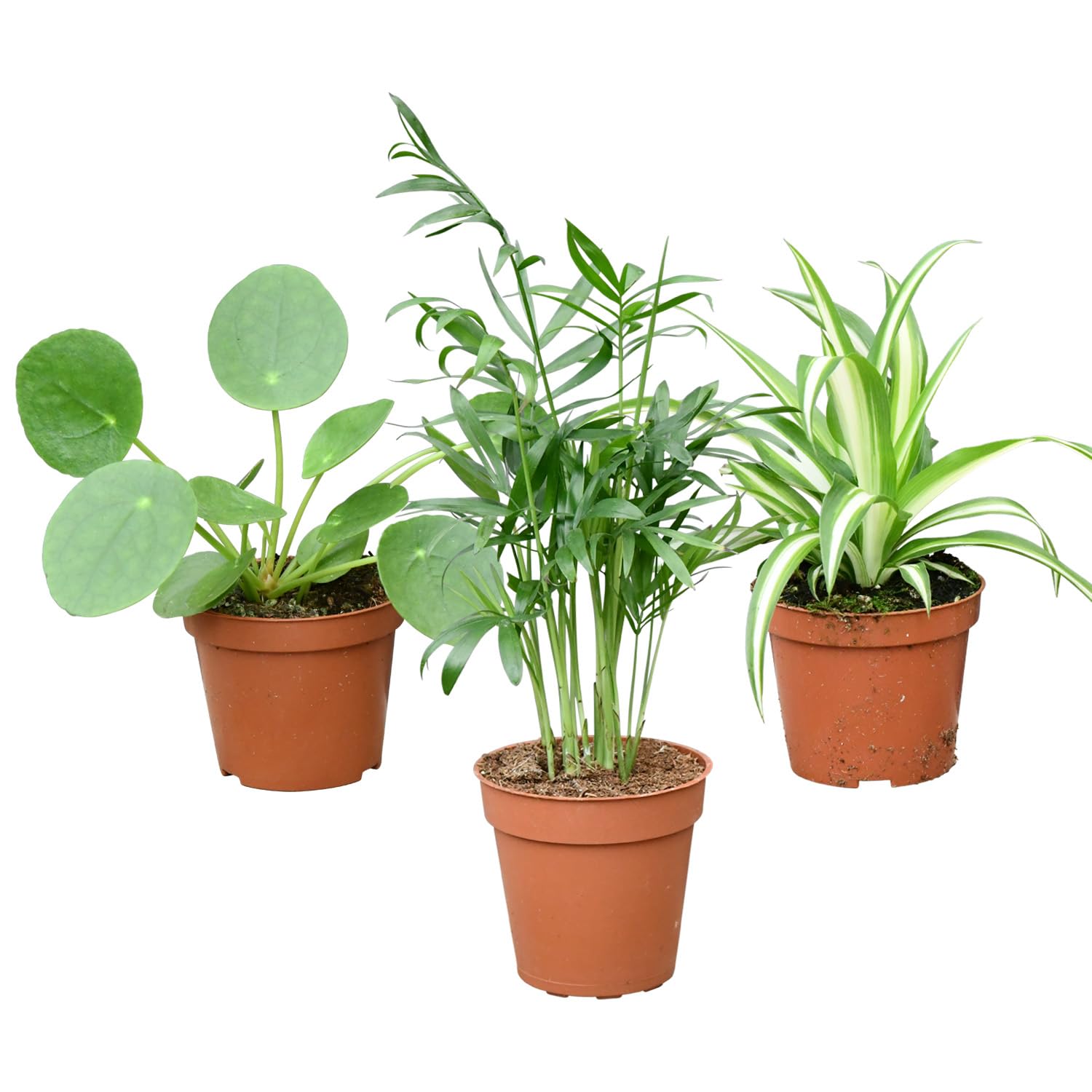 Mini Zimmerpflanzen - Babypflanzen Trio Tierfreundlich - echte  pflegeleichte Zimmerpflanzen - 3er Set im 9 cm Topf - Bergpalme Grnlilie  Ufopflanze - frisch aus der Grtnerei - Green Me Up : Amazon.de: Garten