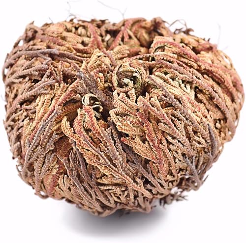 Flor milagrosa de Jericó, la planta de resurrección, paquete de 1 Natural Farms