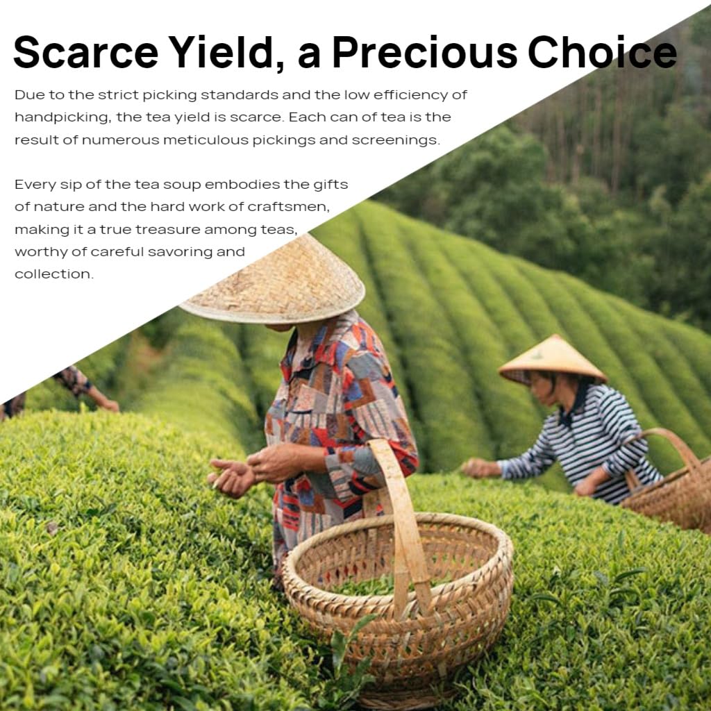 Tè Verde Cloud Mist Premium, Aroma Intenso, 250g × 2, Elegante Confezione, Ideale Come Regalo