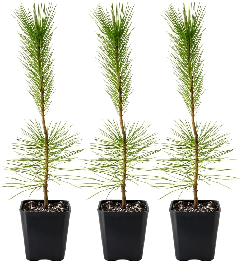 My Shelfie – Japanese Black Pine Bonsai Tree (Pinus thunbergii), 10–12 Inch Tall Live Bonsai Tree in 2-Inch Pot, Evergreen Plant for Indoor or Outdoor Garden Décor (3)