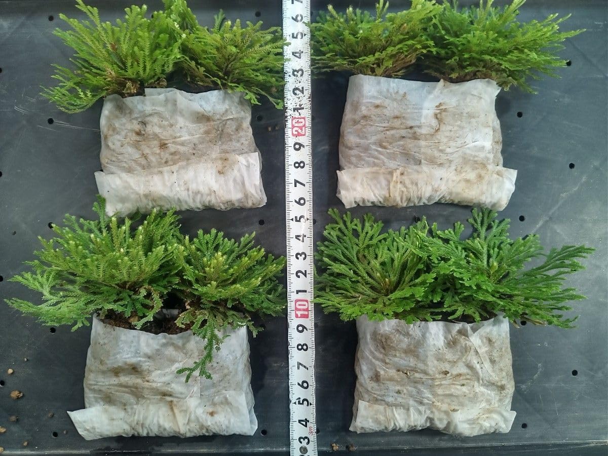 イワヒバ1年苗 50株(抜き苗) [岩ヒバ 岩檜葉 岩松 盆栽] イワヒバ1年苗 50株(抜き苗) [岩ヒバ 岩松 岩檜葉 盆栽] イワヒバ1