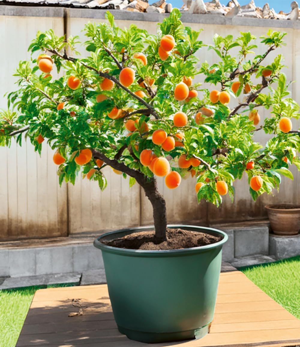 BALDURGarten MiniAprikosenbaum 'Orange Beauty', 1 Pflanze, Prunus