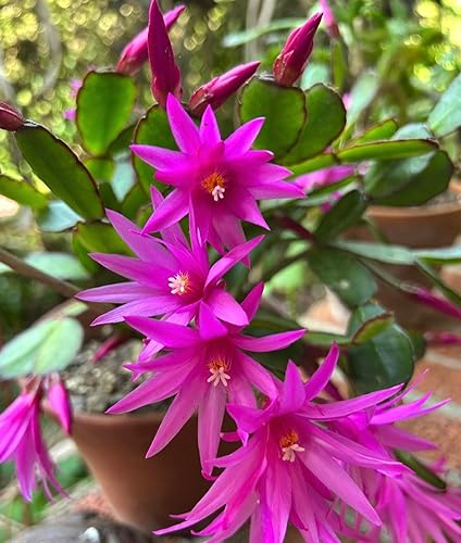 Planta viva de cactus de primavera magenta de 4 pulgadas, Rhipsalidopsis. Cactus navideño recién plantado.