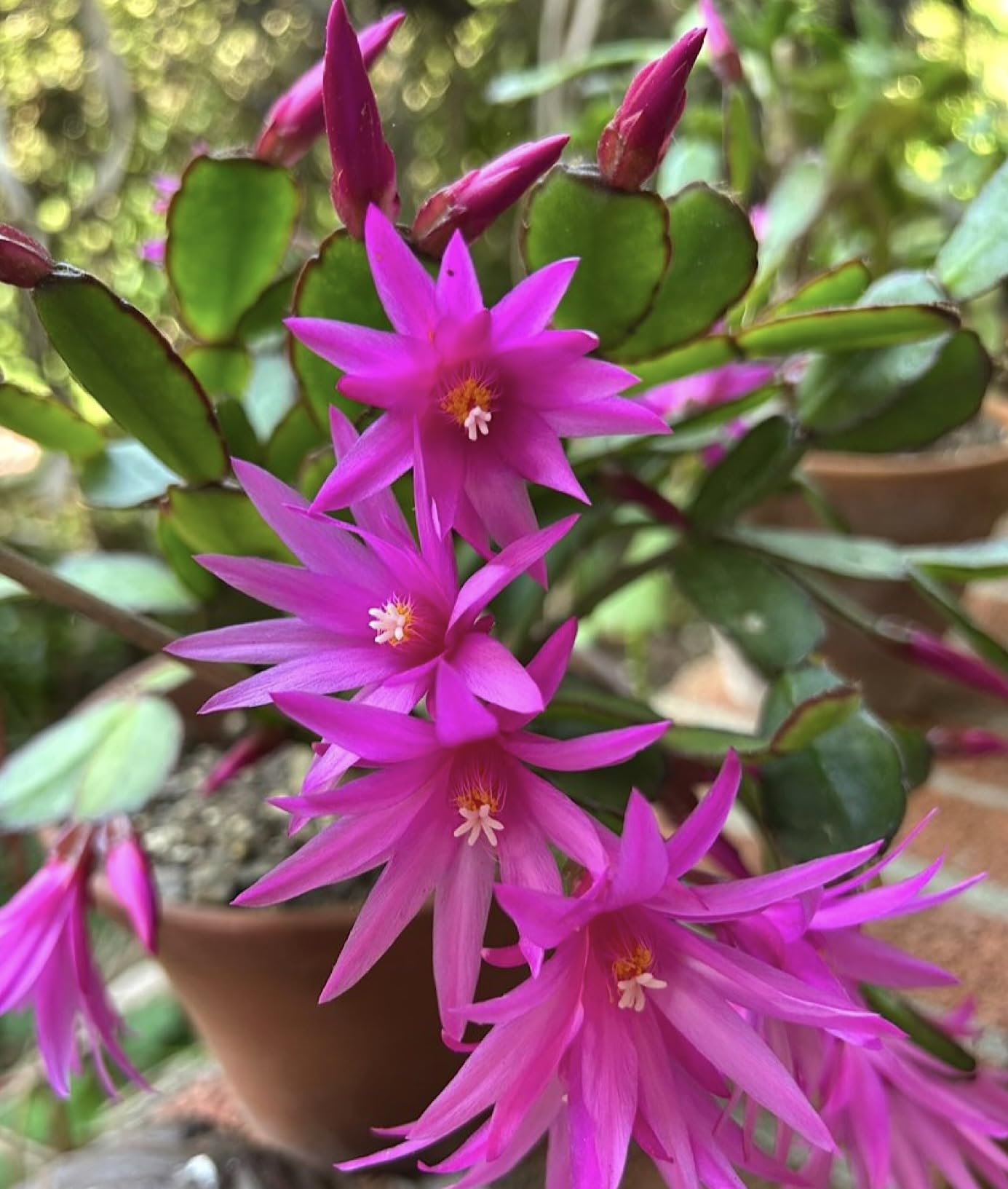 Amazon.com : 4" Magenta Spring Cactus Live Plant-Rhipsalidopsis. Newly  Planted, Holiday Cactus. : Patio, Lawn & Garden