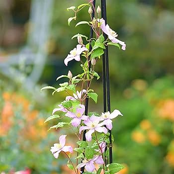 イマン　イリス　丸トレー　飾っても、お使いになってもいいですね イマン クラリス アンティークトレーL【イマン＆マニー 薔薇の