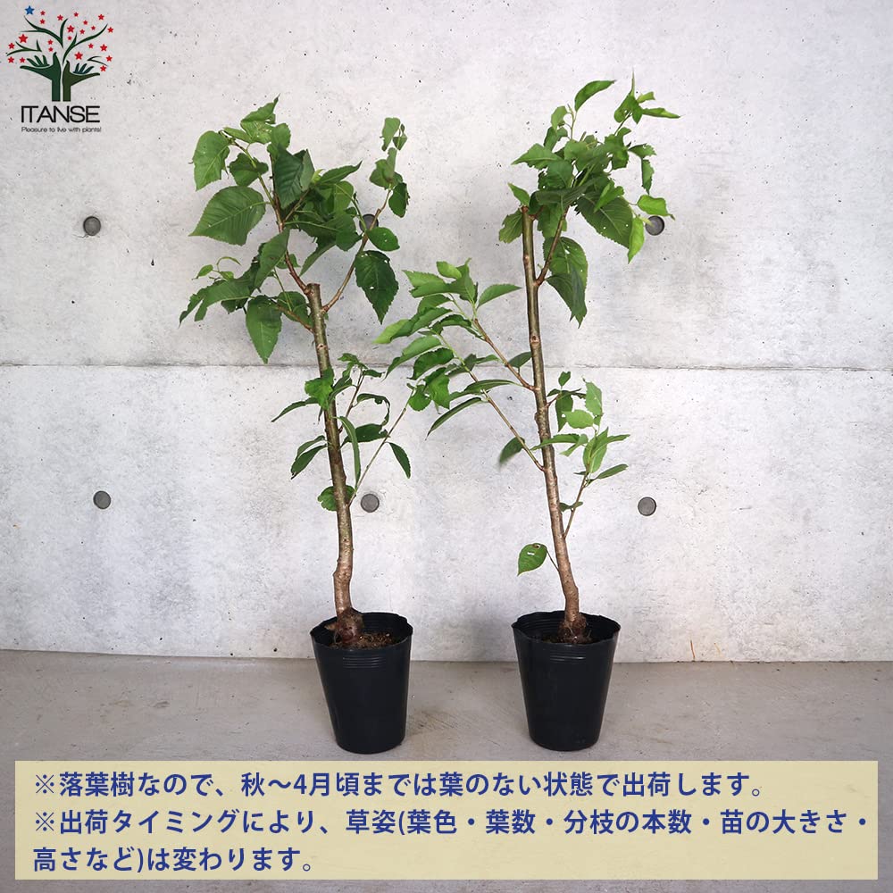 Amazon.co.jp: 
