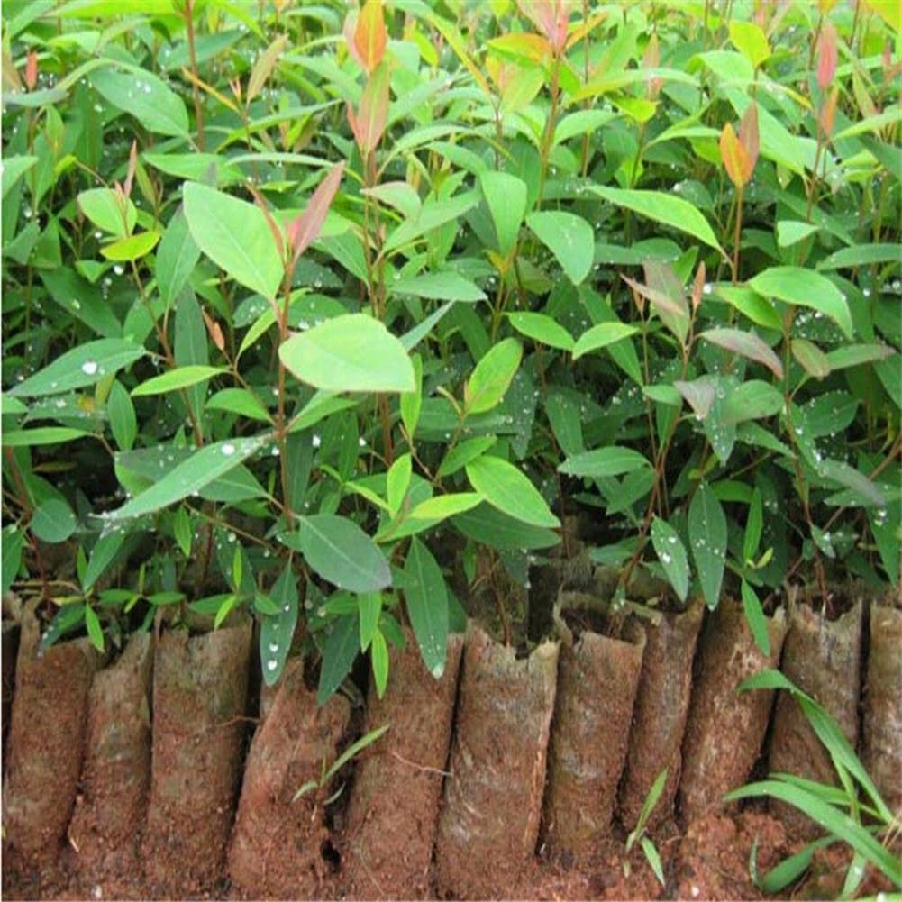 Eucalyptus Arbre Graines, 30 Graines Bonsaï Plante Aromathérapie Décoration Maison