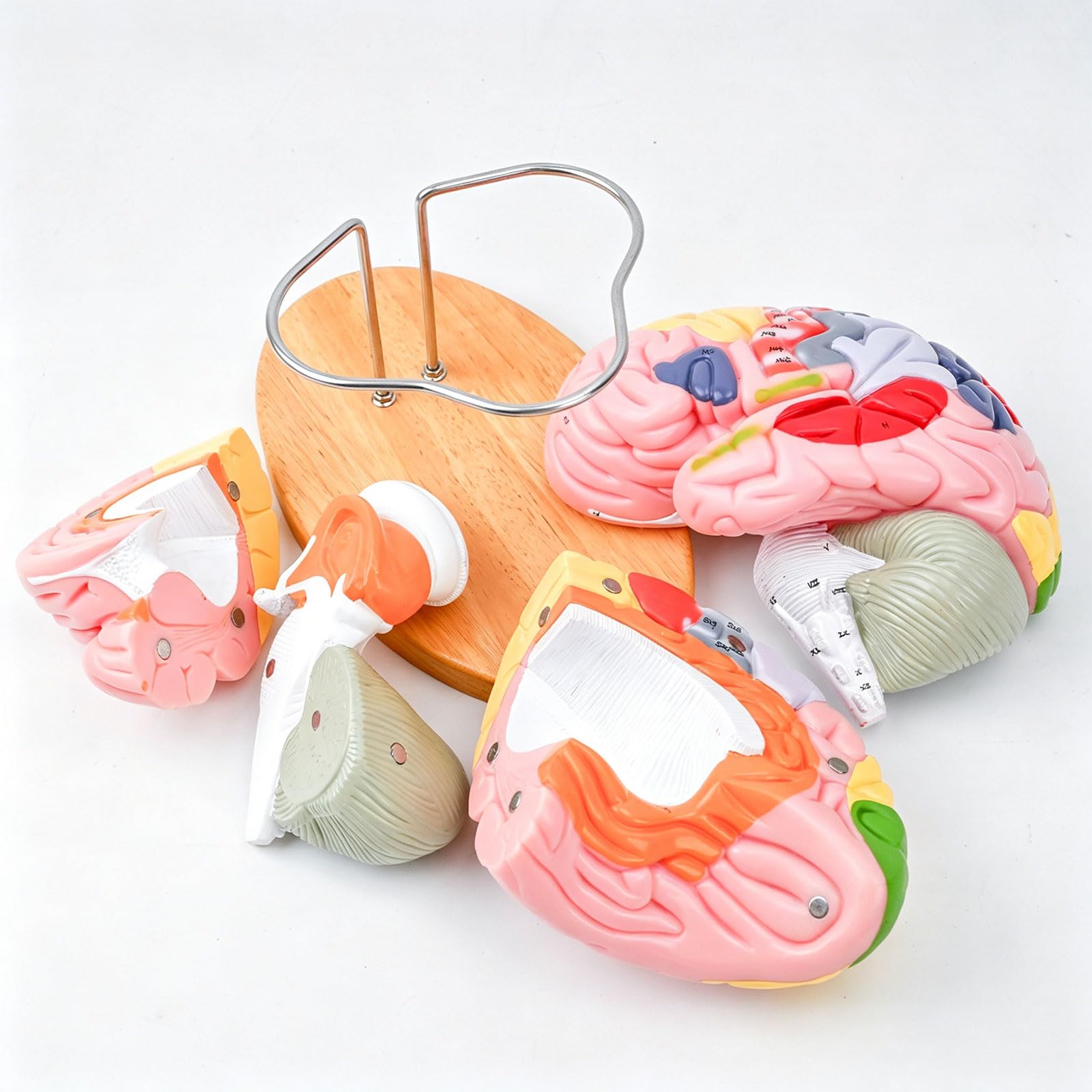 Xiaoxu Modèle Anatomique de la tête Humaine agrandi, avec Code Couleur et Composants détachables, pour Une Utilisation en Classe.