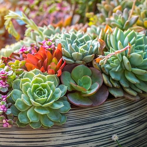 Miniatura 20 de Back to the Roots Fibra de coco orgánica, tierra expandible de 51 cuartos de galón, ideal para semillas y macetas