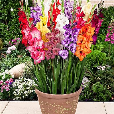Kraft Seeds Gladiolus...