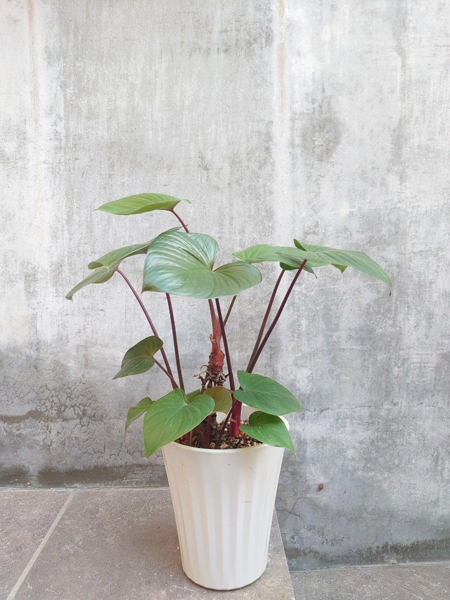 新品yukiemon くりぼー陶器製植木鉢