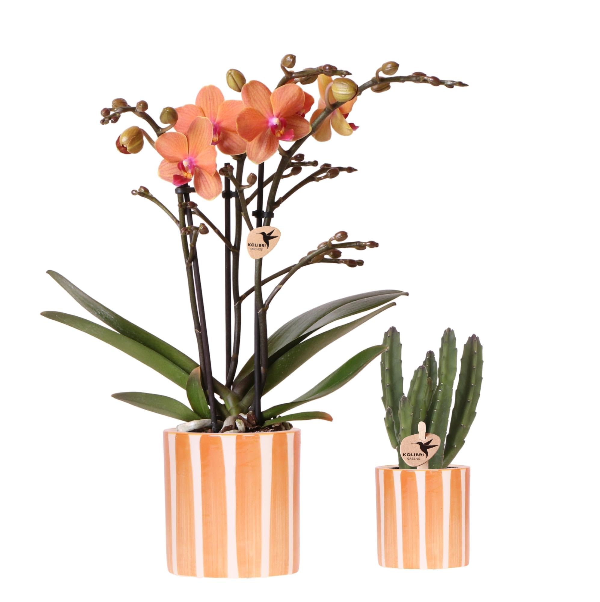 Juego de plantas naranja Phalaenopsis Orquídea Bolzano y Suculenta – Con macetas de cerámica – Juego decorativo de interior para casa y oficina