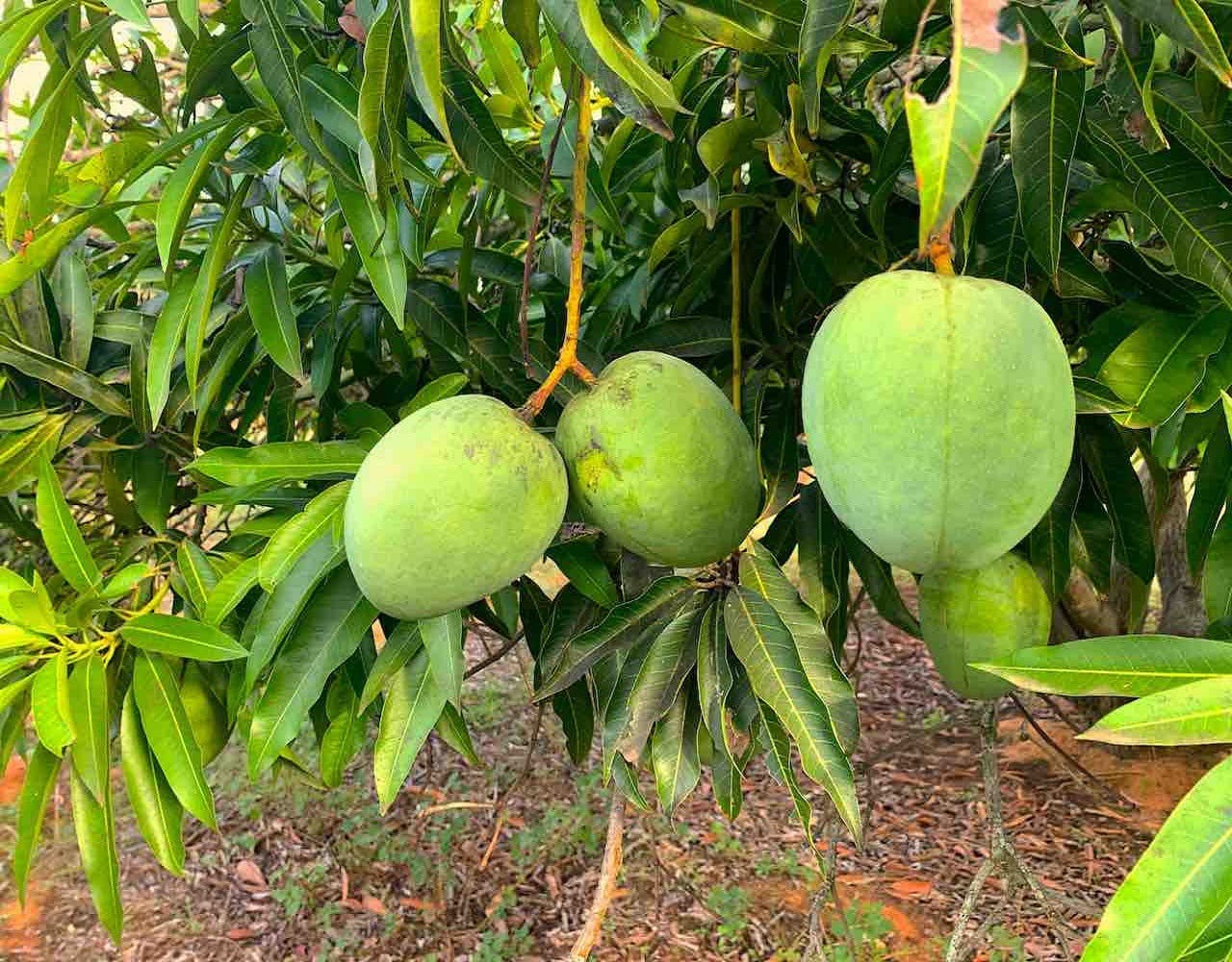 See full amazon price history chart for Zomoloco_Mango Plant-Mango Mulgoba/Malgoa Variety Fruit Grafted Live Plant & Tree (1.5-2 Ft Size) Zomoloco_Mango Plant-Mango Mulgoba/Malgoa Variety Fruit Grafted Live Plant & Tree (1.5-2 Ft Size) (B0BHSLMNM3) Amazon Price History, Amazon Price Tracker