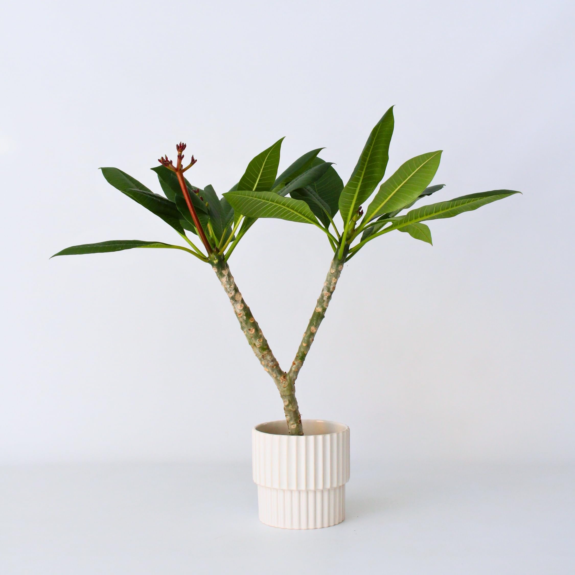 Plant in a Box - Plumeria Frangipani weiß - Hawaii - Tropische Zimmerpflanze - Stark duftende Blüten - Topf 17cm - Höhe 55-70cm