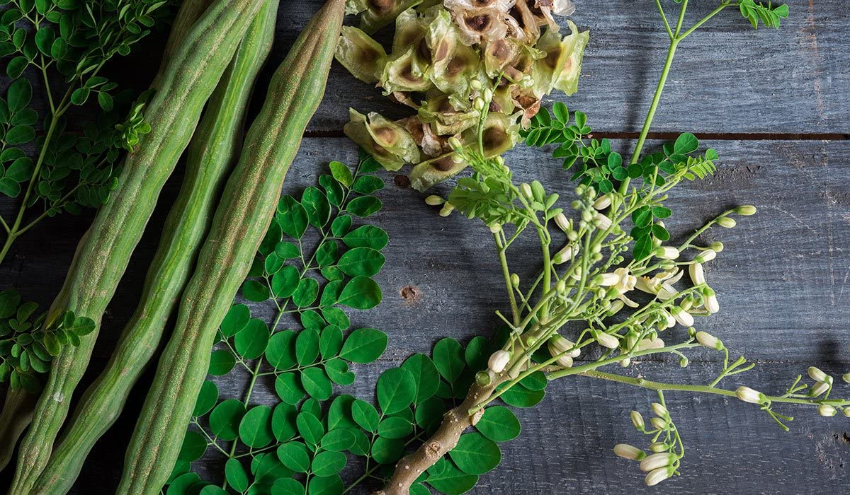 M-Tech Gardens Hybrid Drumstick Moringa " PKM-2" Exotic 20 Vegetable Seeds for Growing (B0D9WN2498) Amazon Price History, Amazon Price Tracker