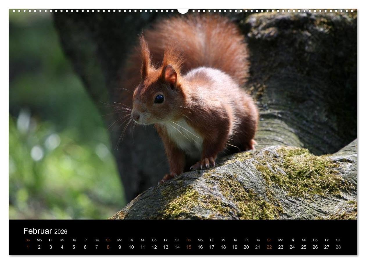 Eichhörnchen (hochwertiger Premium Wandkalender 2026 DIN A2 quer), Kunstdruck in Hochglanz: Gattung der Hörnchen-Familie (CALVENDO Tiere)