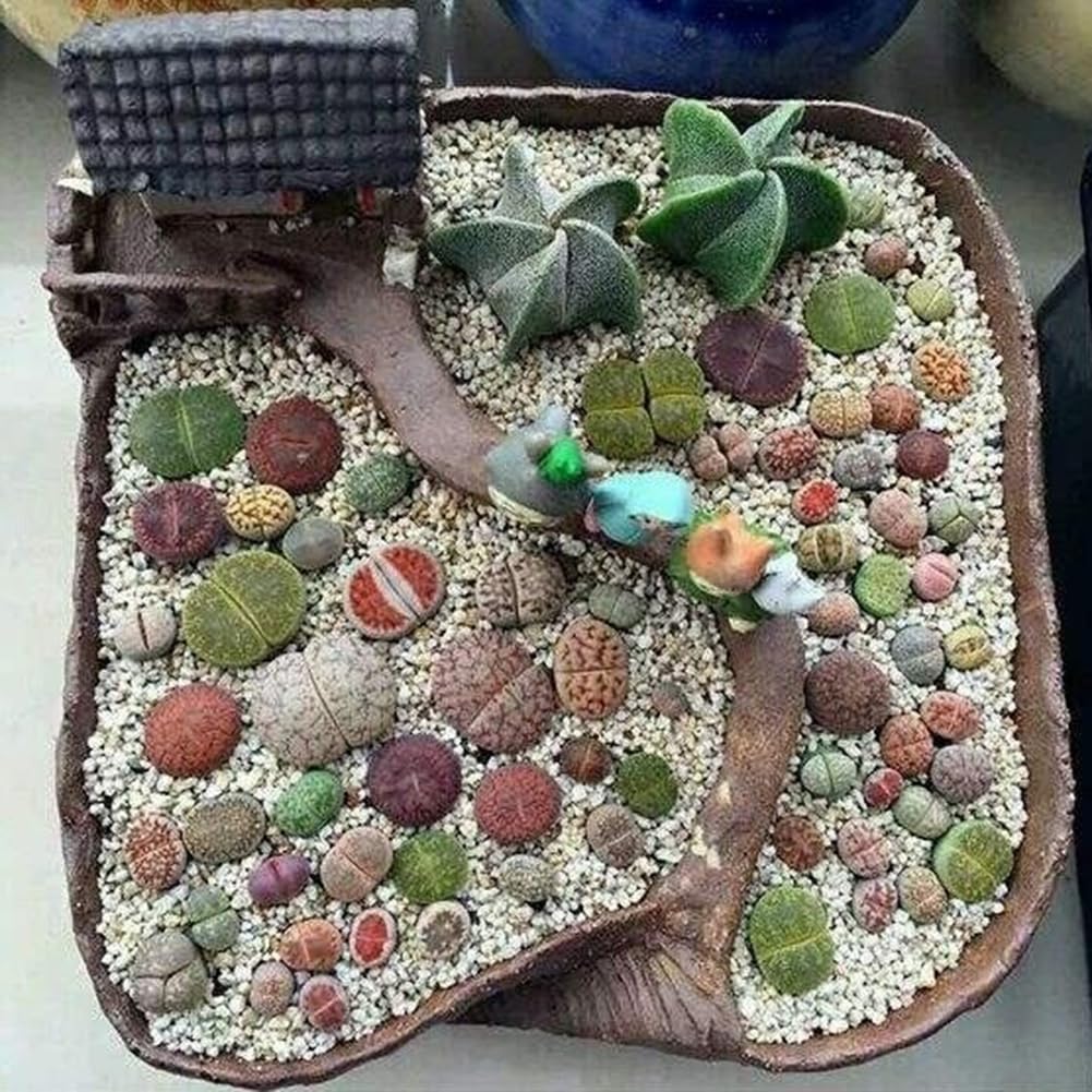 100 Unids Semillas de Lithops Mixtas Piedras Vivas Planta Suculenta Bonsai Semillas de Decoración de Jardín para Plantar Jardín Semillas de Lithops