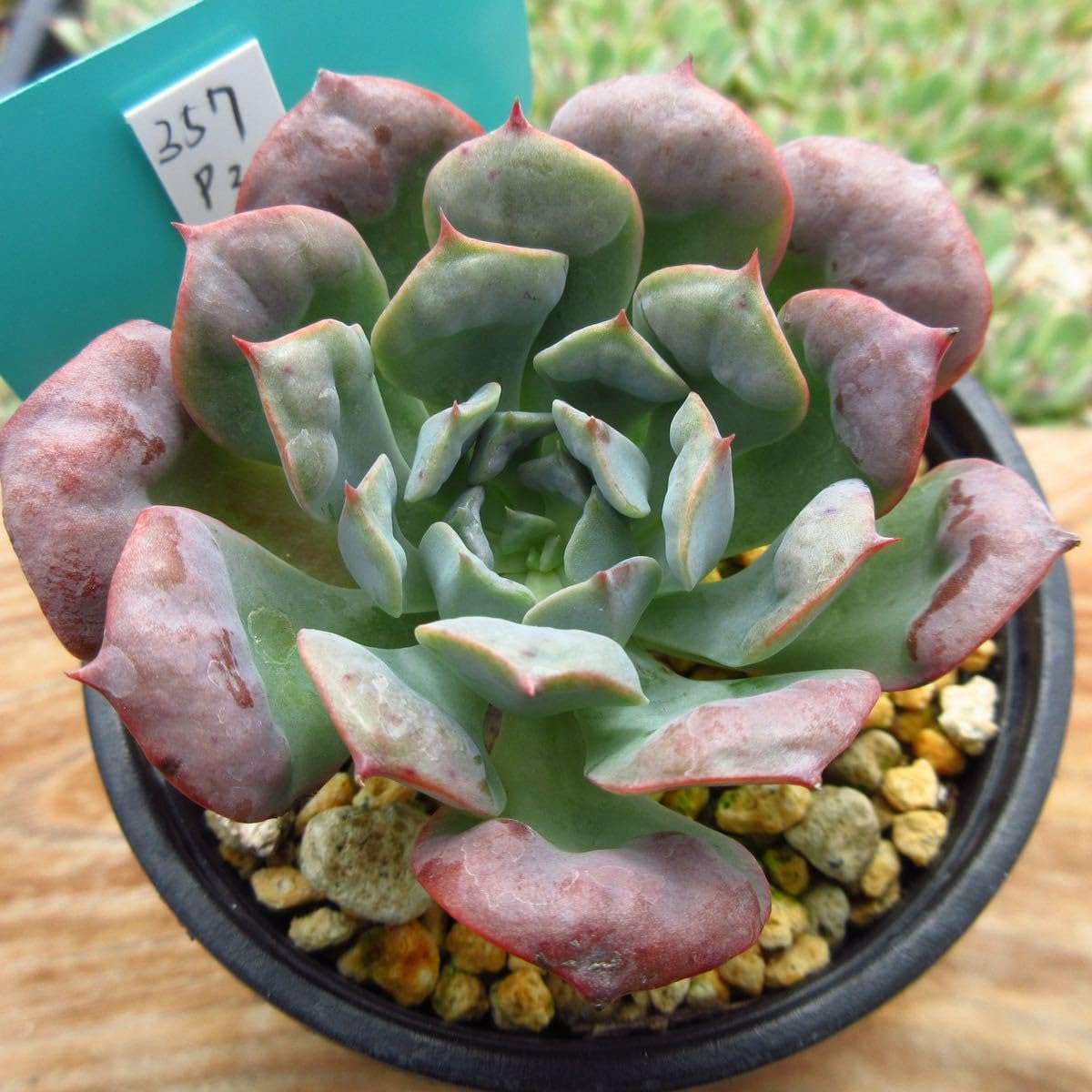 Amazon.co.jp: ！！多肉植物 パゴダ 韓国苗 美苗 農園直売 観葉植物