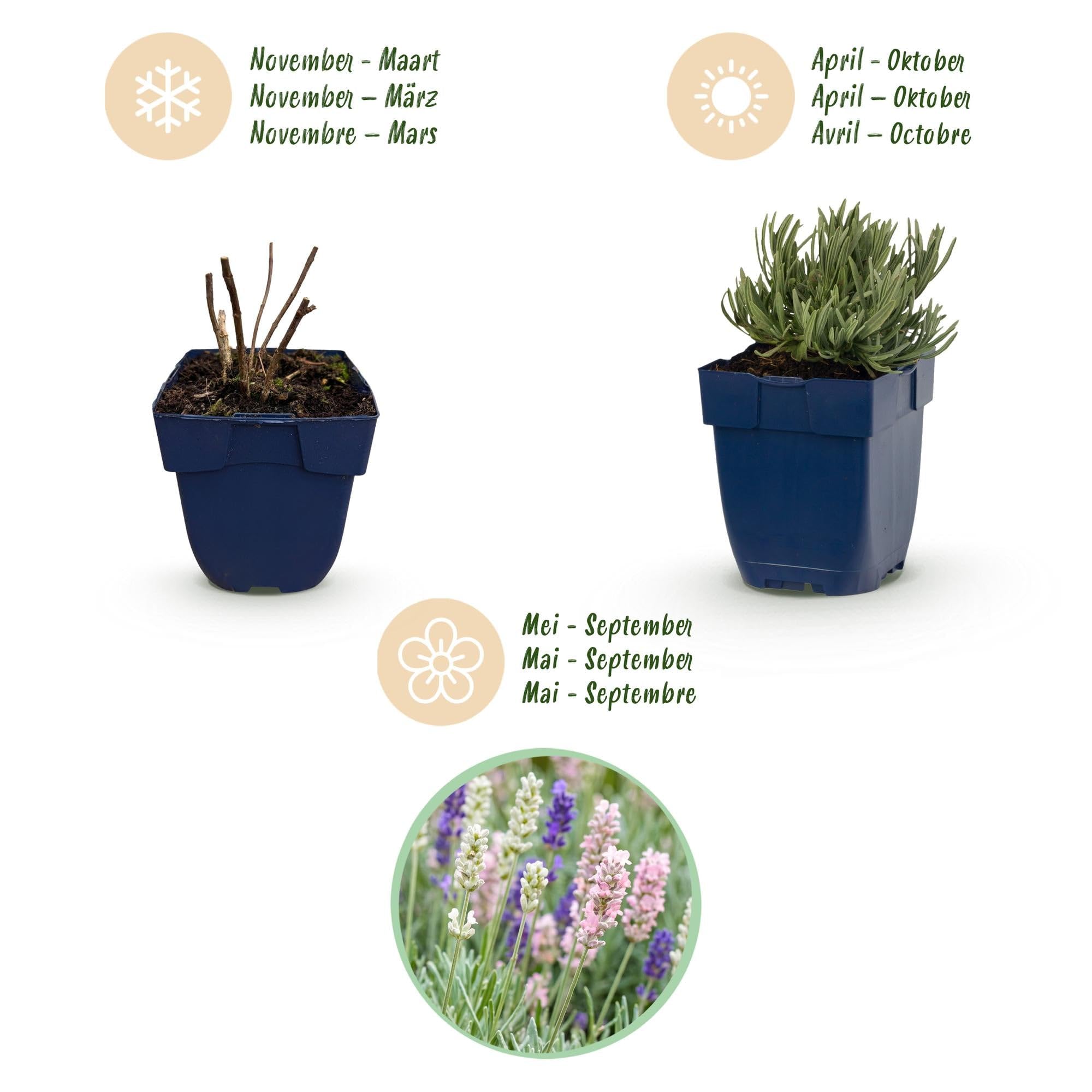 Green boutiQ - Stauden - Lavandula Tricolour - Lavendel - Duftend - Blau - Rosa - Weiß - 12 Pflanzen - Topf 11 cm - Höhe 15-25 cm